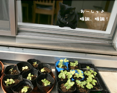 あさがお