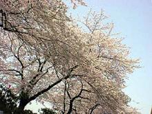 はな