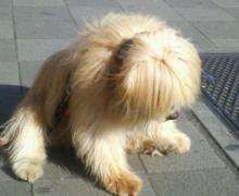 もしゃもしゃ犬。トイレに寄る人も目を探してた。