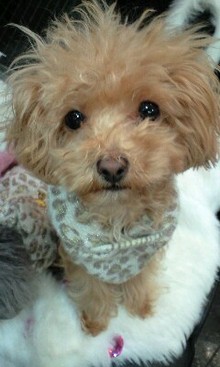 *:..｡o☆モデル犬★Coco＆Tiara＆Bambi＋Pucci＆Honey～チワワ＆Ｔ・プードルと一緒にオシャレ＆癒しLife～☆ﾟ･:,｡*-090130_1756~0002.jpg