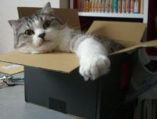猫ごはん シャム猫風