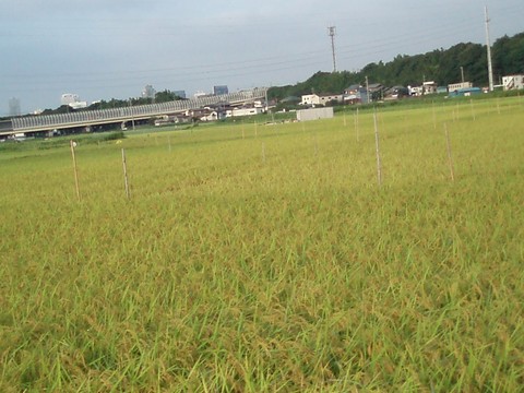 田舎