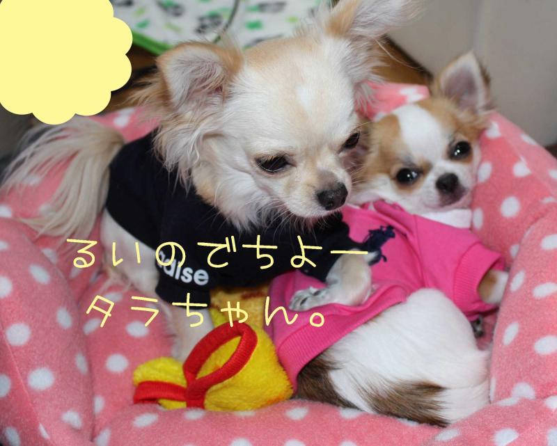 チワワ　ルイ型(・∀・。)タラちゃんもいるよ。