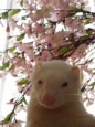 モカと桜