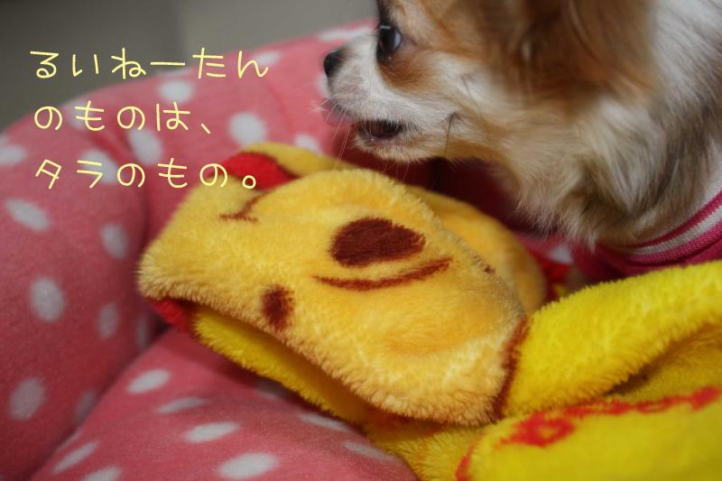 チワワ　ルイ型(・∀・。)タラちゃんもいるよ。