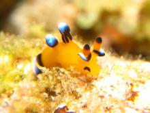 （ピカチュウ）ウデフリツノザヤウミウシ
