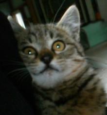 救出された子猫1