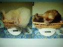 デジタルはかり、初測定!