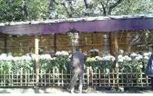 靖国神社の菊　2007.11.3