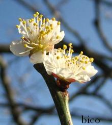 ume