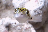 fugu