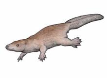 カストロカウダ
