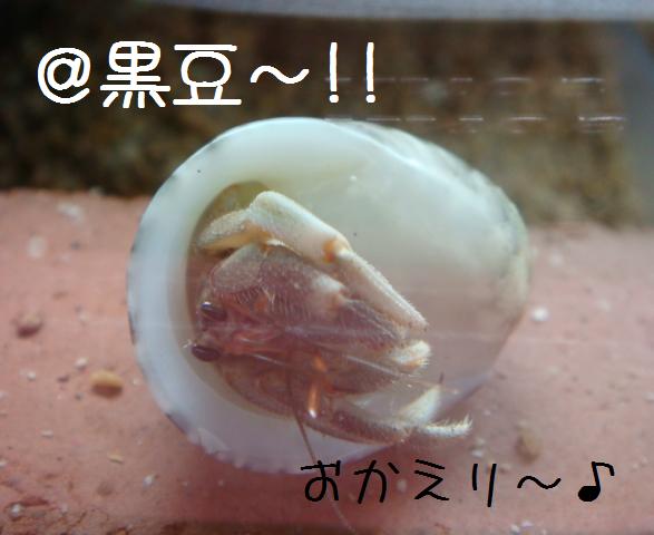 @おかやどかりな毎日-おかえり♪