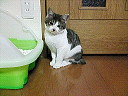 ここから動かないにゃ