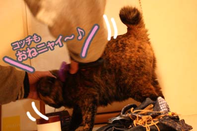 puuchiとAloha~♪な生活