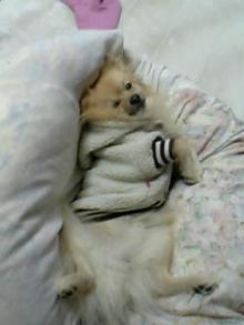 寝ぼけポメ