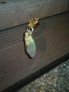 200708052254000.jpg