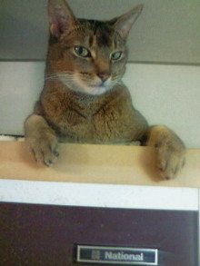 シャルルの猫日記-200812290231000.jpg
