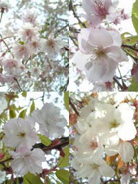 桜