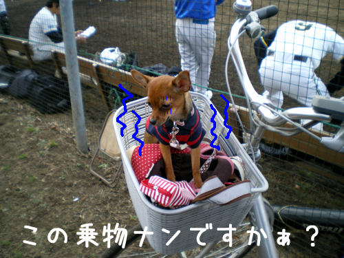 SHAMPOO★BAMBI★POKKEとHappyLife