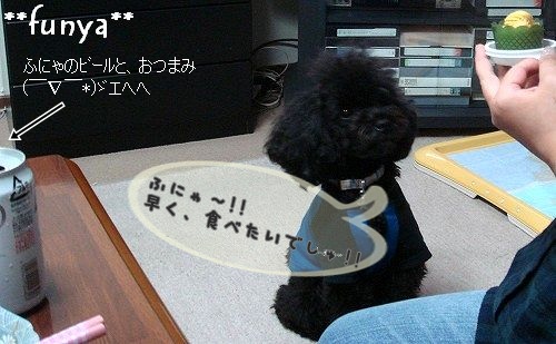にゃんことトイプードルとふにゃ