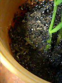 080416_1316~0001.jpg