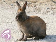 猛犬2世?2