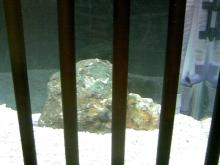 超猛毒！岩に似た魚！