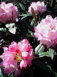 20070421080303.jpg