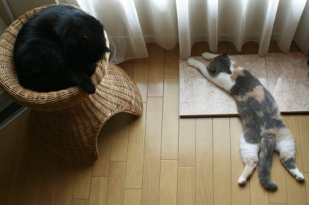 やまととあんず