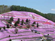 芝桜１