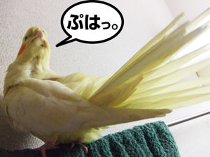 たんぽぽ020806