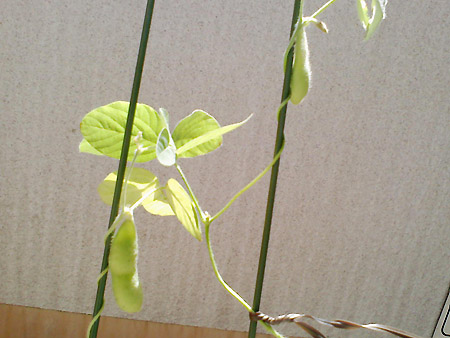 成長した枝豆