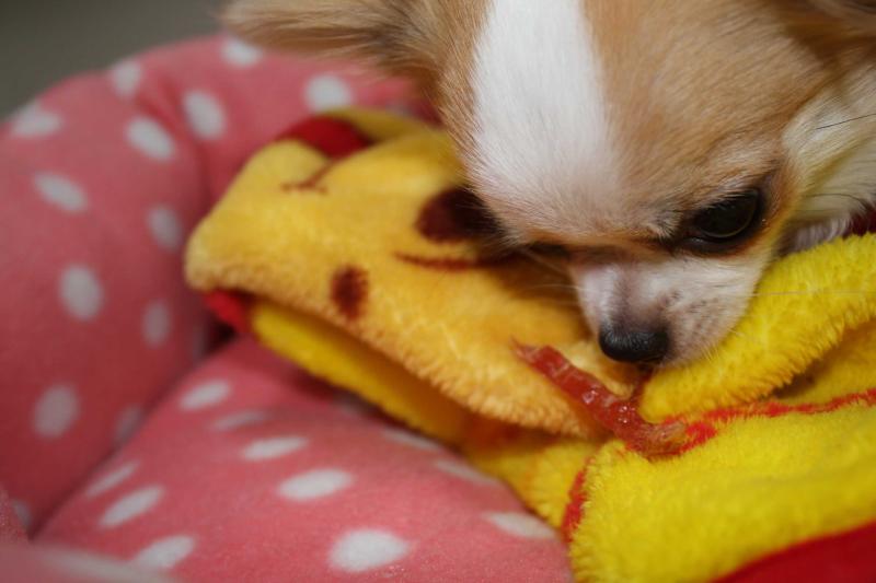 チワワ　ルイ型(・∀・。)タラちゃんもいるよ。