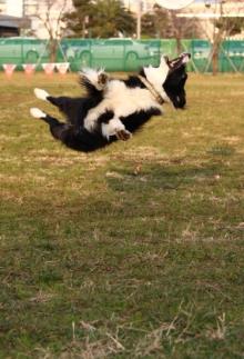 FunnyDog