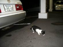野良猫ブッチーニ