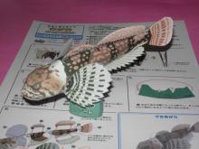 カジカ