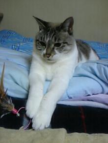 猫ごはん シャム猫風