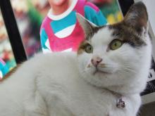 写真屋さんのママブログ
