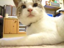 猫ごはん シャム猫風
