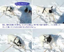 打倒、ススキ！