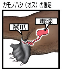 カモノハシの毒腺