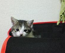 ここが好きにゃ