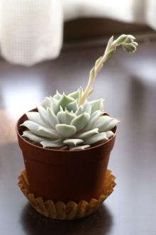 ローラの花芽