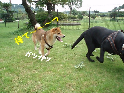 待て~~