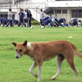 20006-10-11 インド野良犬