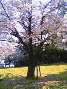 桜1