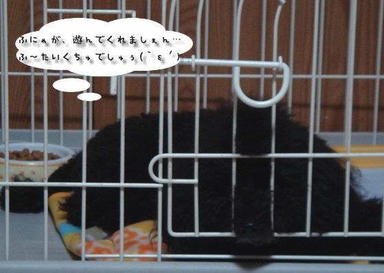 にゃんことトイプードルとふにゃ