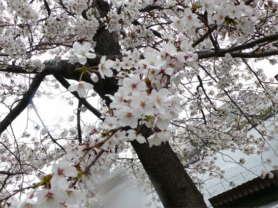 080330桜03