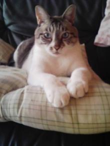 猫ごはん シャム猫風
